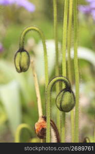 Bud of a poppy