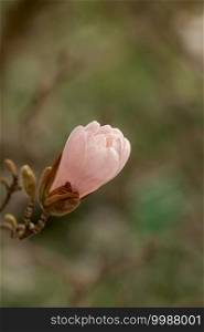 bud of a star magnolia, Magnolia stellata