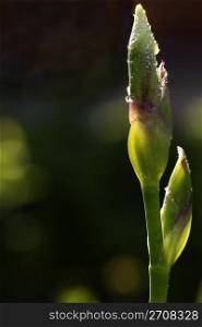 bud of a yellow iris. bud of a yellow iris with water drops