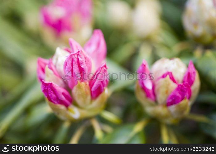 Bud of alpine roses