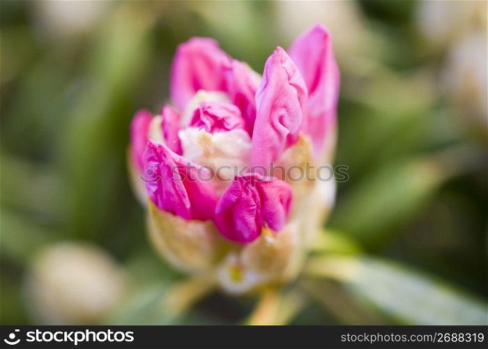 Bud of alpine roses