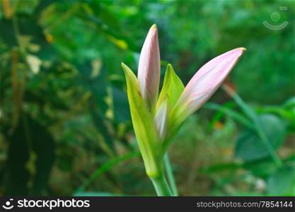 Bud of Amaryllis flower or Hippeastrum flower