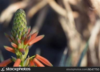 Bud of blue aloe plant, a heat tolerant, hardy desert plant that is a favorite of hummingbirds, used for landscaping and medicine. Location is Arizona Sonora Desert Museum in Tucson, Arizona, in America&rsquo;s Sonoran Desert region.