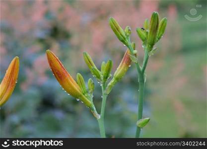 Bud of lily flowers with dewdrops in grass.