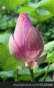 Bud of pink lotus and green leaves