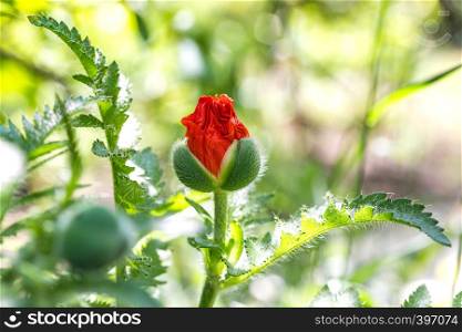 bud of red poppy in the garden