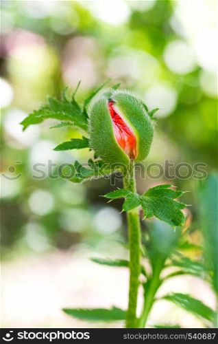 bud of red poppy in the garden