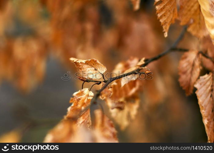 bud on a beech tree in autumn