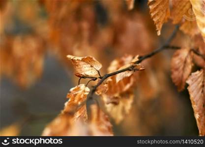 bud on a beech tree in autumn