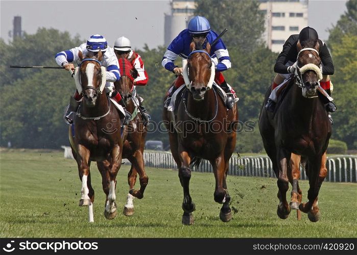 BUDAPEST - JULIUS 1.horse racingjulius 1, 2012 in Hungary, Budapest, Kincsem park.