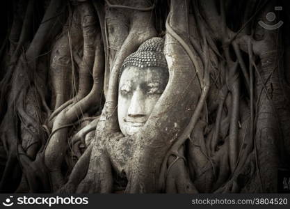 Buddha Head hidden in the tree roots. Ancient sandstone sculpture at Wat Mahathat. Ayutthaya, Thailand