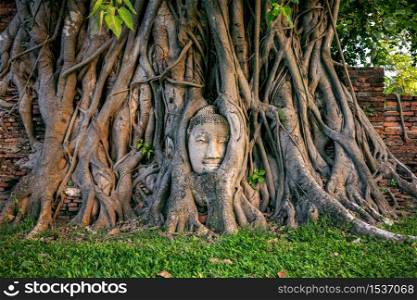 Buddha head in fig tree at Wat Mahathat, Ayutthaya historical park, Thailand.