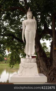 Buddha under tree in Trapang Thong Luang, Sukhotai, Thailand