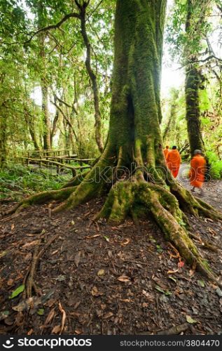 Buddhist monks in misty tropical rain forest. Sun beams shining through trees at jungle landscape. Travel background at Doi Inthanon Park, Thailand