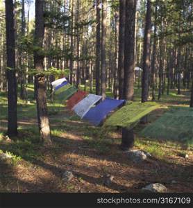 Buddhist prayer cloth hanging in the Montana forest