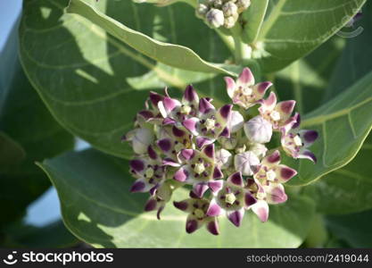 Budding and blooming white and purple giant milkweed flowers.