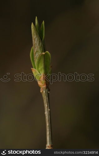 Budding flower