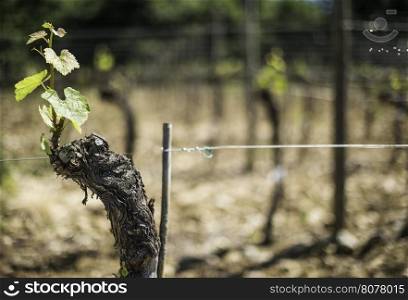 Budding vineyards in Tuscany, Italy