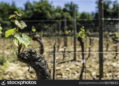 Budding vineyards in Tuscany, Italy