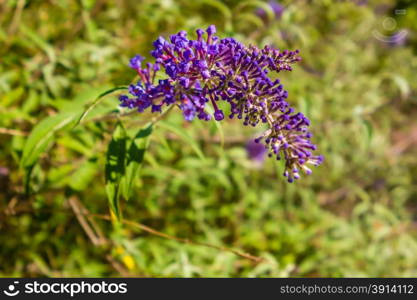 Buddleia butterfly bush a genus of over one hundred species flowering in autumn attract butterflies and bees to the garden