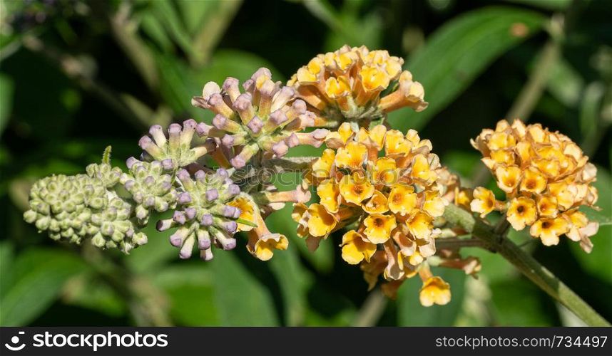Buddleja Sungold (Buddleja weyeriana), flowers of summer