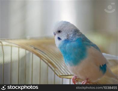 ? budgerigar is sitting on a cage