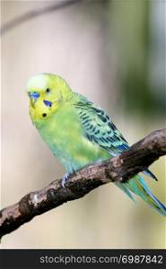 Budgerigar (Melopsittacus undulatus) is a small parrot occurring in Australia. Wellensittich (Melopsittacus undulatus) ein in Australien vorkommender kleiner Papagei