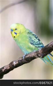 Budgerigar (Melopsittacus undulatus) is a small parrot occurring in Australia. Wellensittich (Melopsittacus undulatus) ein in Australien vorkommender kleiner Papagei