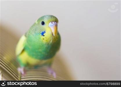 Budgie. Australian Parrot green and yellow colors.