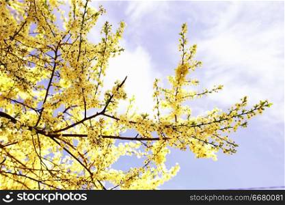 buds and leaves on a tree branch spring background