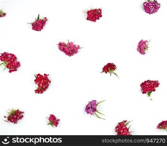 Buds blooming Turkish carnations Dianthus barbatus on a white background, flat lay