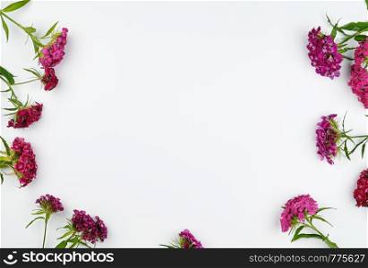 Buds blooming Turkish carnations Dianthus barbatus on a white background, flat lay, copy space