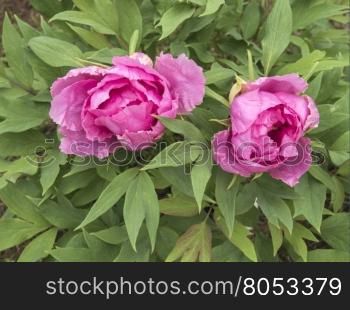 Buds bright pink peonies in a summer garden. pink peonies in the garden in springtime
