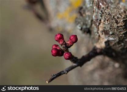 Buds of flowers on a branch in the spring, Apricot tree.. Buds of apricot flowers on a branch in the spring