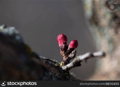 Buds of flowers on a branch in the spring, Apricot tree.. Buds of apricot flowers on a branch in the spring