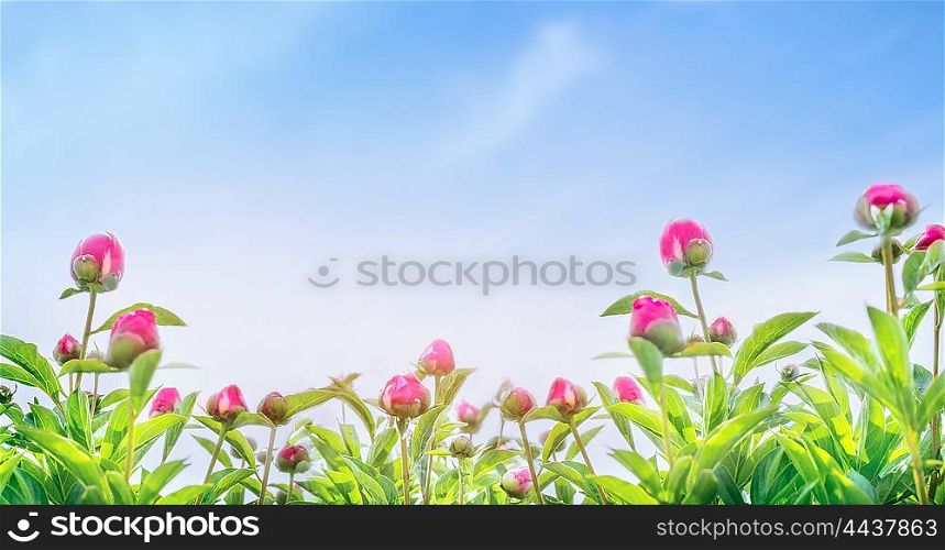 buds of peony plant on blue sky background, banner for website with gardening concept