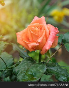 buds of pink blooming roses in the garden, green background, close up