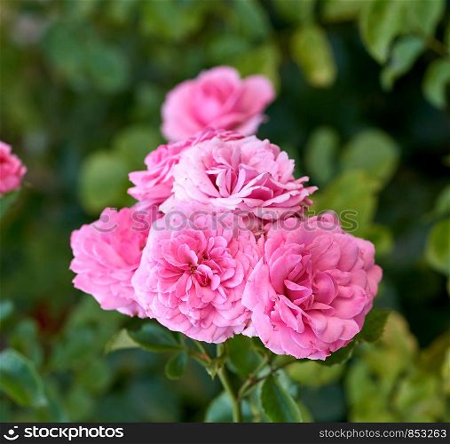 buds of pink blooming roses in the garden, green background, close up