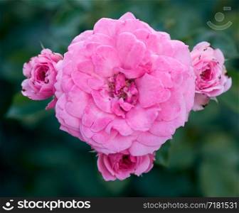 buds of pink blooming roses in the garden, green background, close up, top view