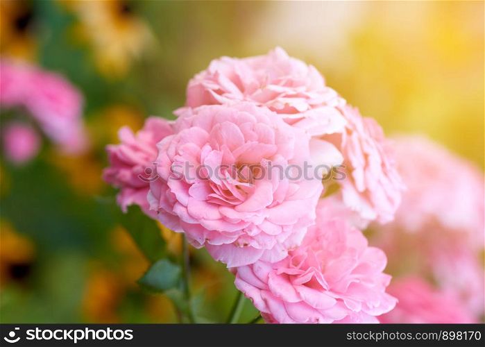 buds of pink blooming roses in the garden, rays of the bright sun, close up
