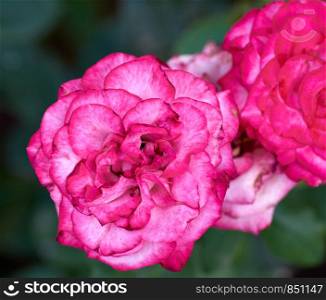 buds of pink blooming roses in the garden, top view, dark green background