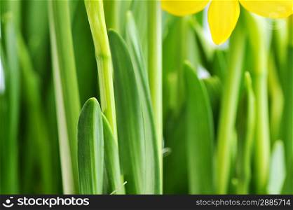 buds of yellow daffodil. young narcissus grow in flowerpot