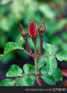 Buds red rose with rain drops