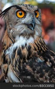 Buff Eurasian Eagle-owl with Orange Eyes. Buff Eurasian Eagle-owl, Birds Theme