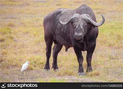Buffalo and a white bird, on safari in Kenya