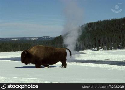 Buffalo and Snow