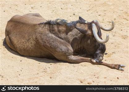 Buffalo Asian rests in the Sun