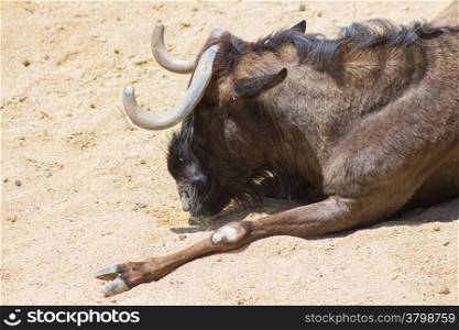 Buffalo Asian rests in the Sun