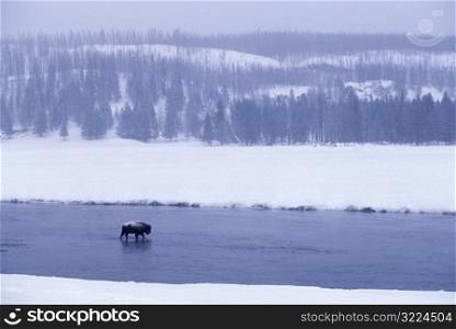 Buffalo Crossing River in Yellowstone