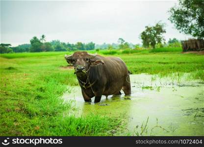 Buffalo in field countryside on water mud pond and agriculture farm meadow background